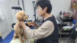 반려견 이·미용, 호텔링 책임집니다
