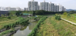 과연 살아있는 장수천... 장마철 하천폭 넓혀 물길 분산해야 하는데