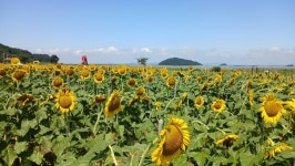 접경지의 특별한 꽃축제, 평화를 기원하는 난정해바라기축제