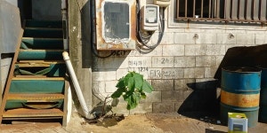 기억의 지붕 위로 푸르게 부는 바람, 청천농장에서