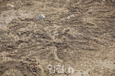 개통 앞둔 제3연륙교, 인근은 국내 최대 흰발농게 서식지