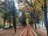 새로 개장한 연수2녹지 맨발걷기길 - 가을 낭만을 산책하다