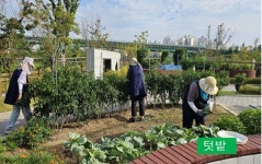 삶을 회복시키는 치유의 공간, 도시 텃밭