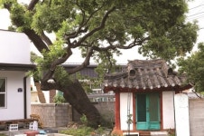 [한국의 보호수-①경상북도편] 포항 택전리 회화나무 숲(12)