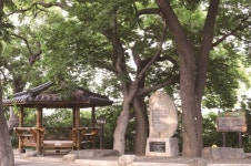 [한국의 보호수-①경상북도편] 포항 택전리 회화나무 숲(12)