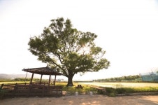 [한국의 보호수-①경상북도편] 포항 토성리 상수리나무(13)