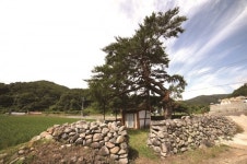 [한국의 보호수-①경상북도편] 경주 상계리 소나무(17)
