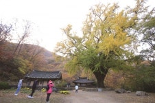 [한국의 보호수-①경상북도편] 경주 왕신리 운곡서원 은행나무(20)