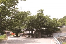 [한국의 보호수-①경상북도편] 김천 도곡리 느티나무(30)