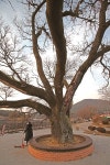[한국의 보호수-①경상북도편] 안동 가곡리 회화나무(39)