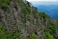 지리산 구상나무, 기후변화 경고등 울렸다...멸종위기 속 떼죽음 계속