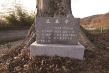 [한국의 보호수-①경상북도편] 안동 오미리 느티나무(53)