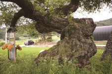 [한국의 보호수-①경상북도편] 구미 금산리 왕버들(66)