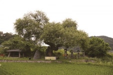 [한국의 보호수-①경상북도편] 구미 금산리 왕버들(66)