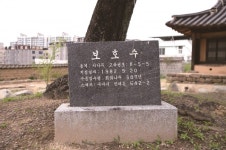 [한국의 보호수-①경상북도편] 구미 인의동 모원당 회화나무(76)