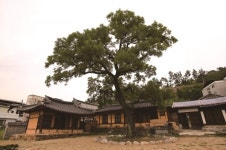 [한국의 보호수-①경상북도편] 구미 인의동 모원당 회화나무(76)