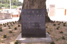 [한국의 보호수-①경상북도편] 구미 항곡리 느티나무(80)