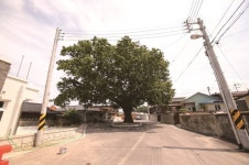 [한국의 보호수-①경상북도편] 구미 항곡리 느티나무(80)