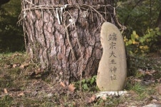 [한국의 보호수-①경상북도편] 영주 남대리 소나무(83)