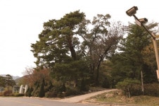 [한국의 보호수-①경상북도편] 영주 남대리 소나무(83)