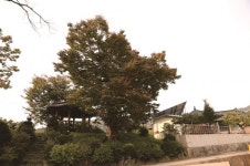[한국의 보호수-①경상북도편] 영주 노좌리 느티나무(86)