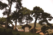 [한국의 보호수-①경상북도편] 영주 대촌리 소나무(89)