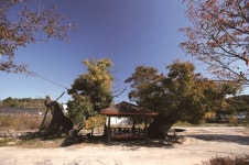[한국의 보호수-①경상북도편] 영주 신암리 느티나무(96)