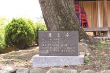 [한국의 보호수-①경상북도편] 영천 교촌동 영천향교 회화나무(101)