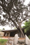 [한국의 보호수-①경상북도편] 영천 오룡리 향나무(107)