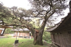 [한국의 보호수-①경상북도편] 영천 횡계리 모고헌 향나무(109)