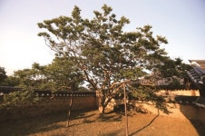 [한국의 보호수-①경상북도편] 상주 가천리 체화당 배롱나무(111)