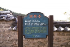 [한국의 보호수-①경상북도편] 상주 가천리 체화당 배롱나무(111)