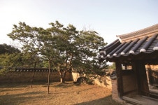 [한국의 보호수-①경상북도편] 상주 가천리 체화당 배롱나무(111)