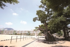 [한국의 보호수-①경상북도편] 상주 냉림동 느티나무(114)