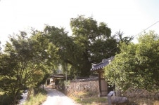 [한국의 보호수-①경상북도편] 상주 운평리 청간정 은행나무(127)