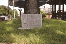 [한국의 보호수-①경상북도편] 상주 중덕동 은행나무(131)