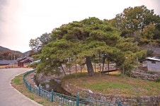 [한국의 보호수-①경상북도편] 상주 판곡리 낙화담 처진소나무(134)