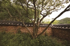 [한국의 보호수-①경상북도편] 상주 효곡리 효곡재사 배롱나무(136)