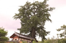 [한국의 보호수-①경상북도편] 경산 교리 하양향교 은행나무(151)