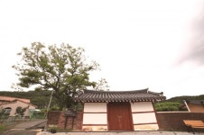 [한국의 보호수-①경상북도편] 경산 신관리 쌍괴재 회화나무(156)