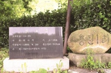 [한국의 보호수-①경상북도편] 경산 용천리 회화나무(158)