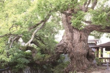 [한국의 보호수-①경상북도편] 경산 한사리 왕버들(159)