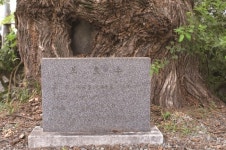 [한국의 보호수-①경상북도편] 경산 한사리 왕버들(159)