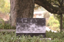 [한국의 보호수-①경상북도편] 군위 대흥리 느티나무(164)