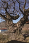 [한국의 보호수-①경상북도편] 군위 양지리 왕버들(170)