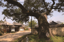 [한국의 보호수-①경상북도편] 의성 산운리 회화나무(179)