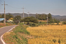 [한국의 보호수-①경상북도편] 의성 서부리 향나무(180)