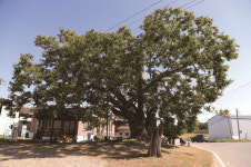 [한국의 보호수-①경상북도편] 의성 용사리 느티나무(181)