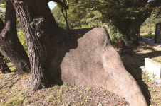 [한국의 보호수-①경상북도편] 의성 평림리 회화나무(187)