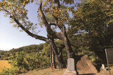 [한국의 보호수-①경상북도편] 의성 평림리 회화나무(187)